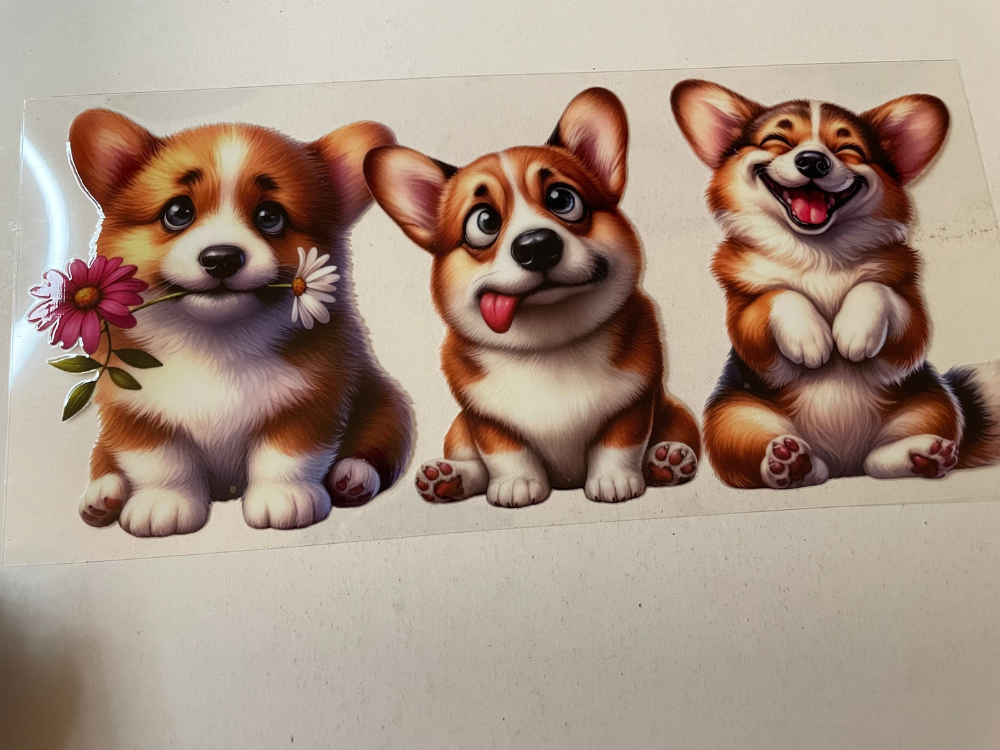 Animal (1) wraps