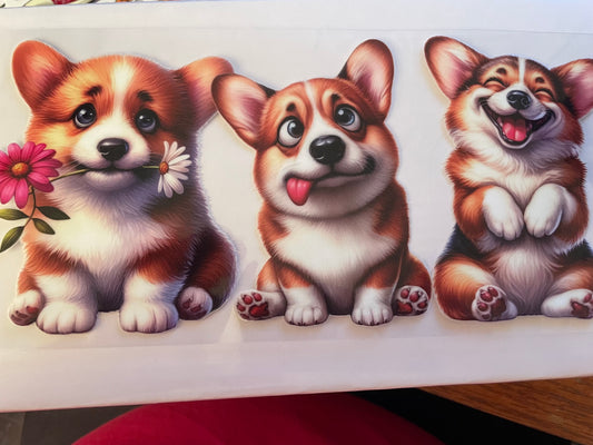 corgi